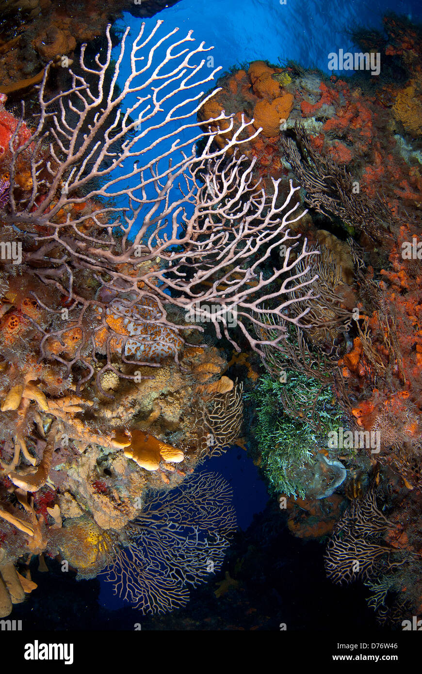 Plein Reefscape gorgonias éponges de mer au récif Palancar Cozumel Quintana Roo, Yucatan Mexique Banque D'Images