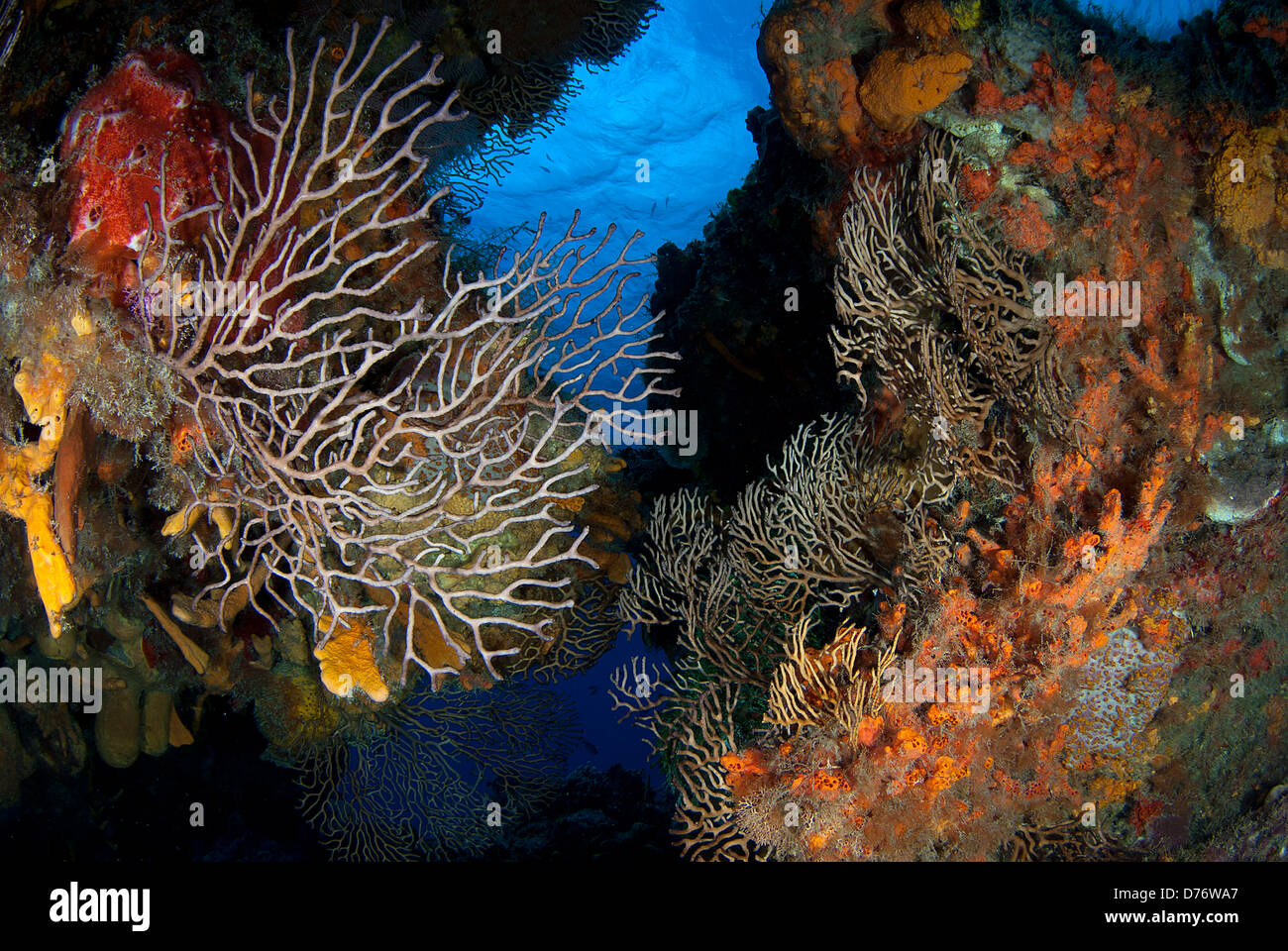 Plein Reefscape gorgonias éponges de mer au récif Palancar Cozumel Quintana Roo, Yucatan Mexique Banque D'Images