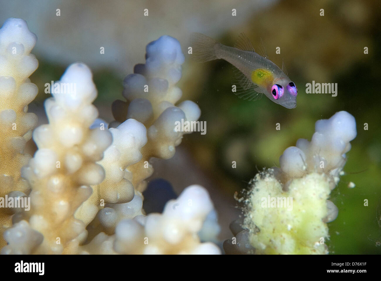 Gobie Bryaninops natans Redeye planant sur l'acropora Sharm El-Sheikh, péninsule du Sinaï Sud Sinaï Égypte Gouvernorat Banque D'Images