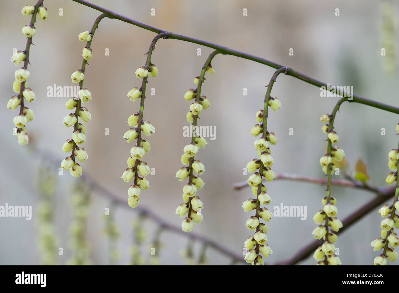 Stachyurus chinensis. Stachyurus chinois au début du printemps. UK Banque D'Images