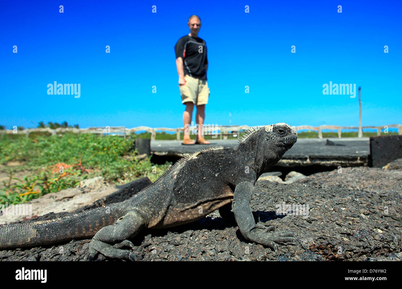 Man bébé iguane marin aux îles Galapagos Banque D'Images