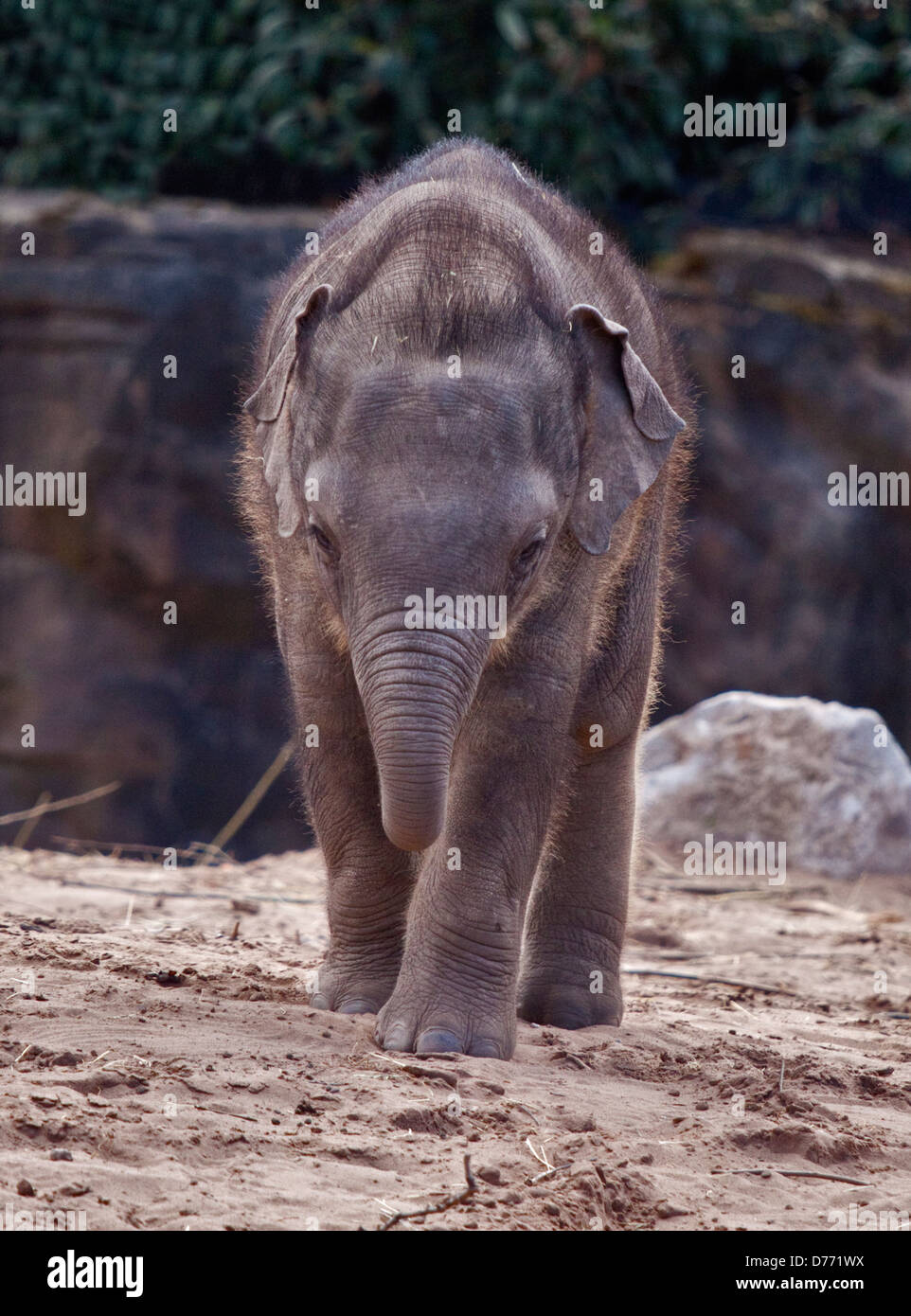 Éléphant d'Asie (Elephas maximus) calf Banque D'Images