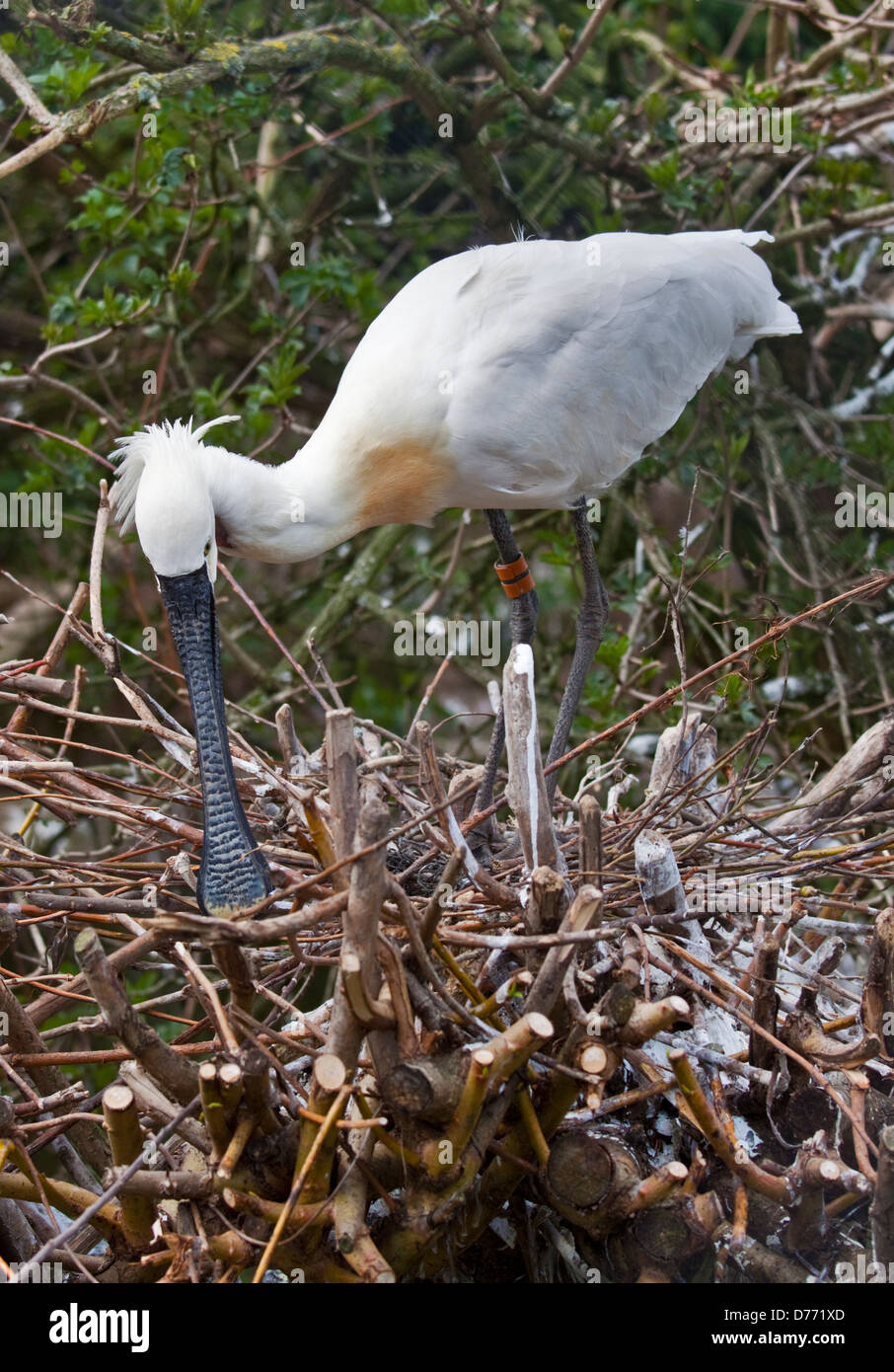 Spatule eurasienne ou conjoint (Platalea leucorodia) sur son nid Banque D'Images