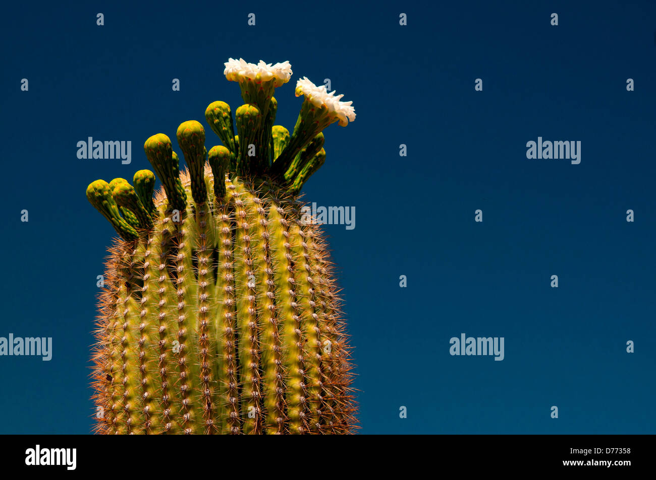 La floraison d'un cactus Saguaro Carnegiea gigantea set contre ciel bleu profond. Banque D'Images