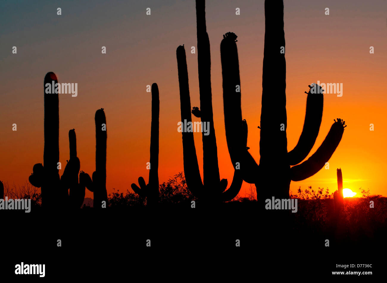 Cactus Saguaro Carnegiea gigantea sont vues au coucher du soleil en silhouette de Saguaro National Park Arizona Banque D'Images