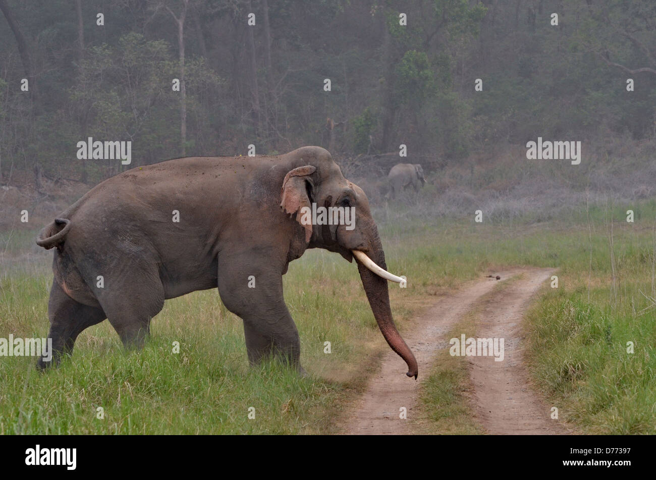 L'Inde Indian éléphant (Elephas maximus big bull Banque D'Images