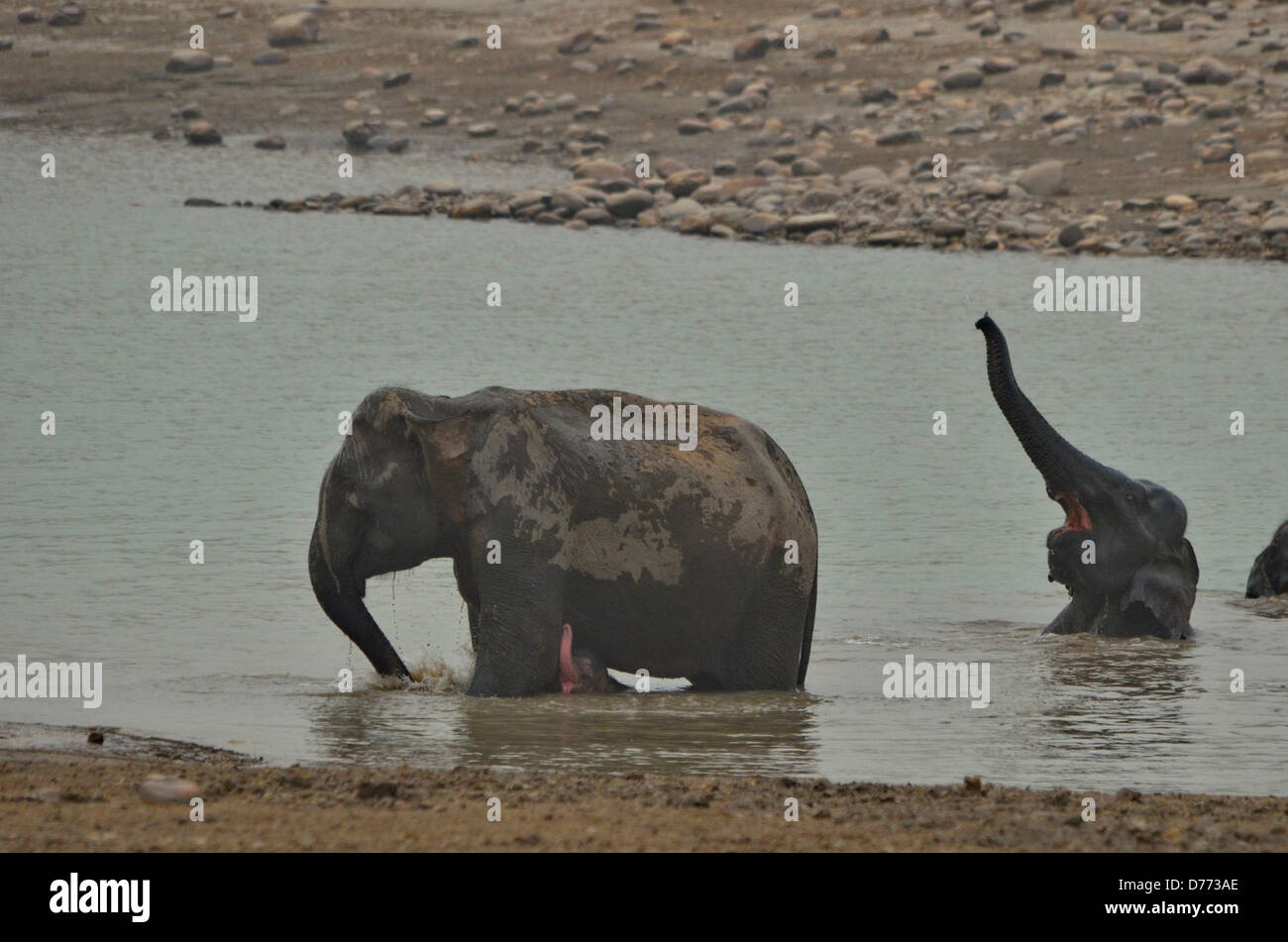 L'Inde Indian éléphant (Elephas maximus splashing in pond en saison sèche Banque D'Images