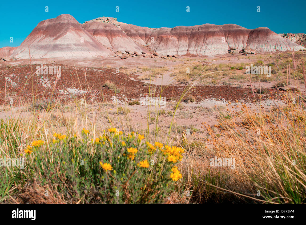 Image fleurs jaune multicolore scène rock au Parc National de la forêt pétrifiée de l'Arizona. Banque D'Images
