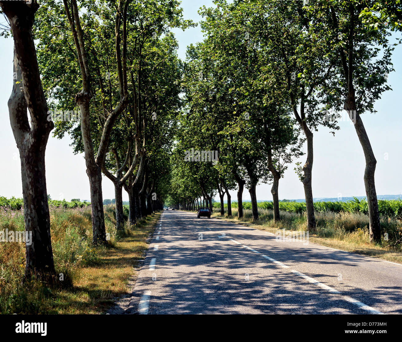 Typical french tree lined road Banque de photographies et d’images à haute résolution Alamy