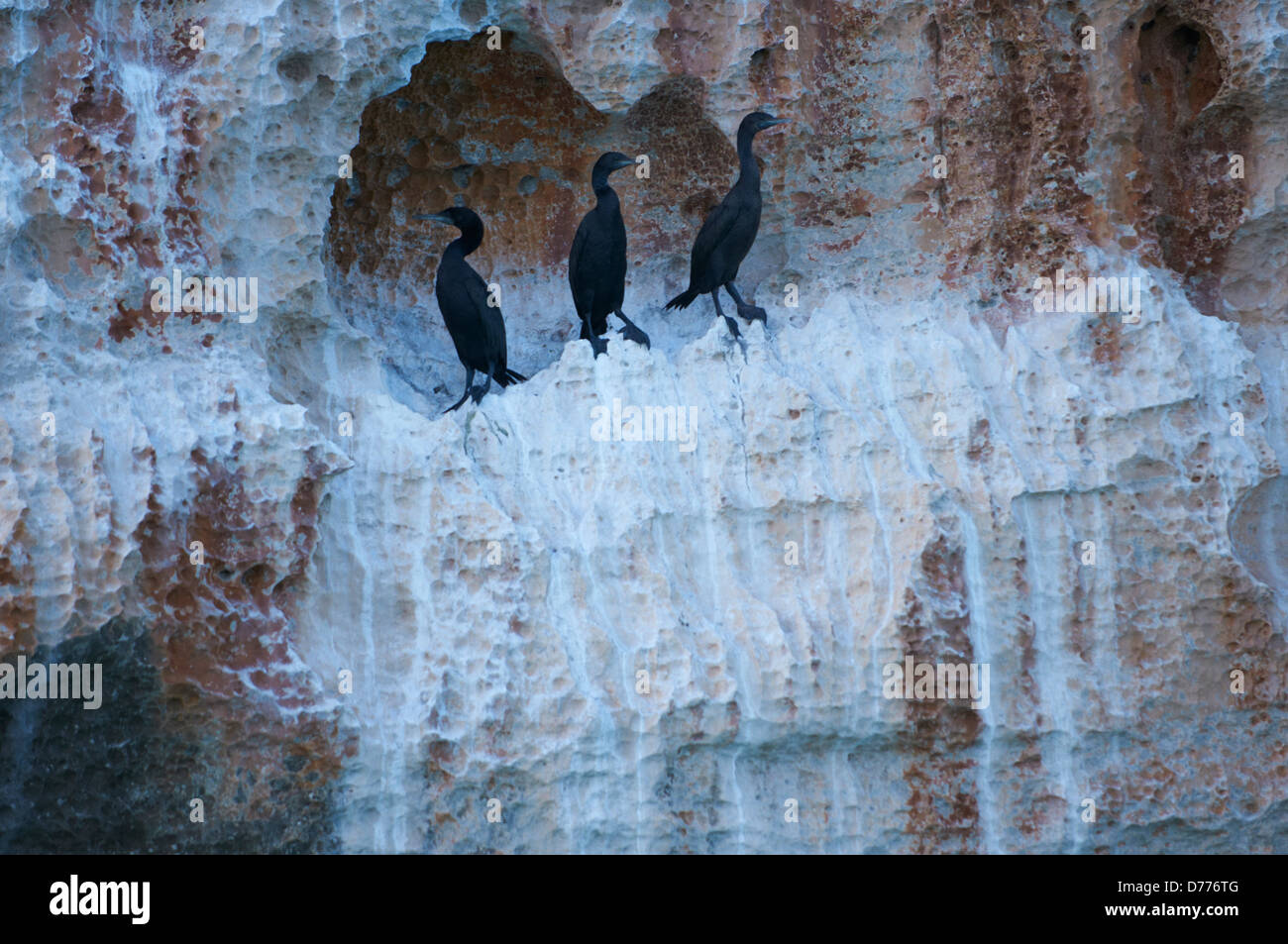 Socotrian endémiques les cormorans au Yémen Banque D'Images