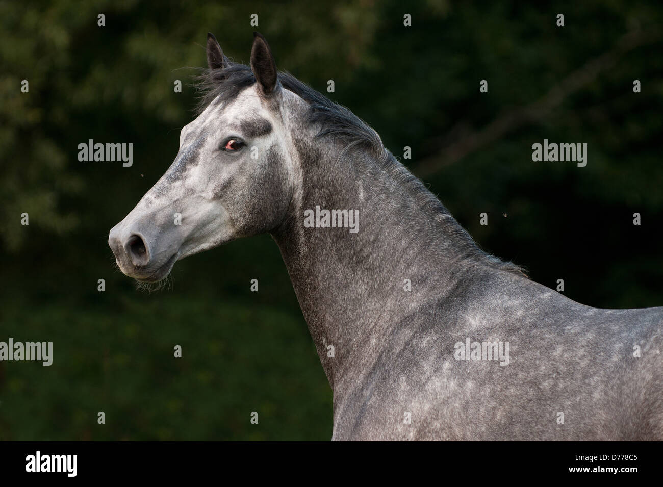 Portrait de chevaux hanovriens Banque D'Images