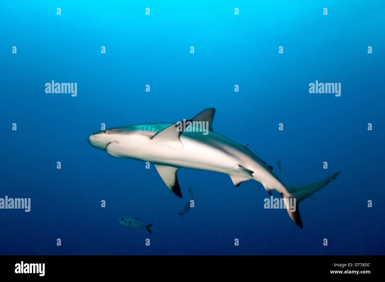 Un Blacktip Shark rôde une proie dans l'eau ouverte. Banque D'Images