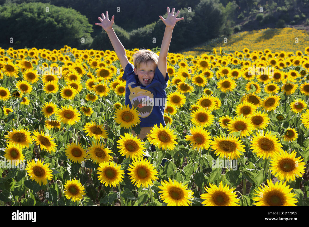Torre Alfina, Italie, jubilant boy stands dans un champ de tournesols Banque D'Images