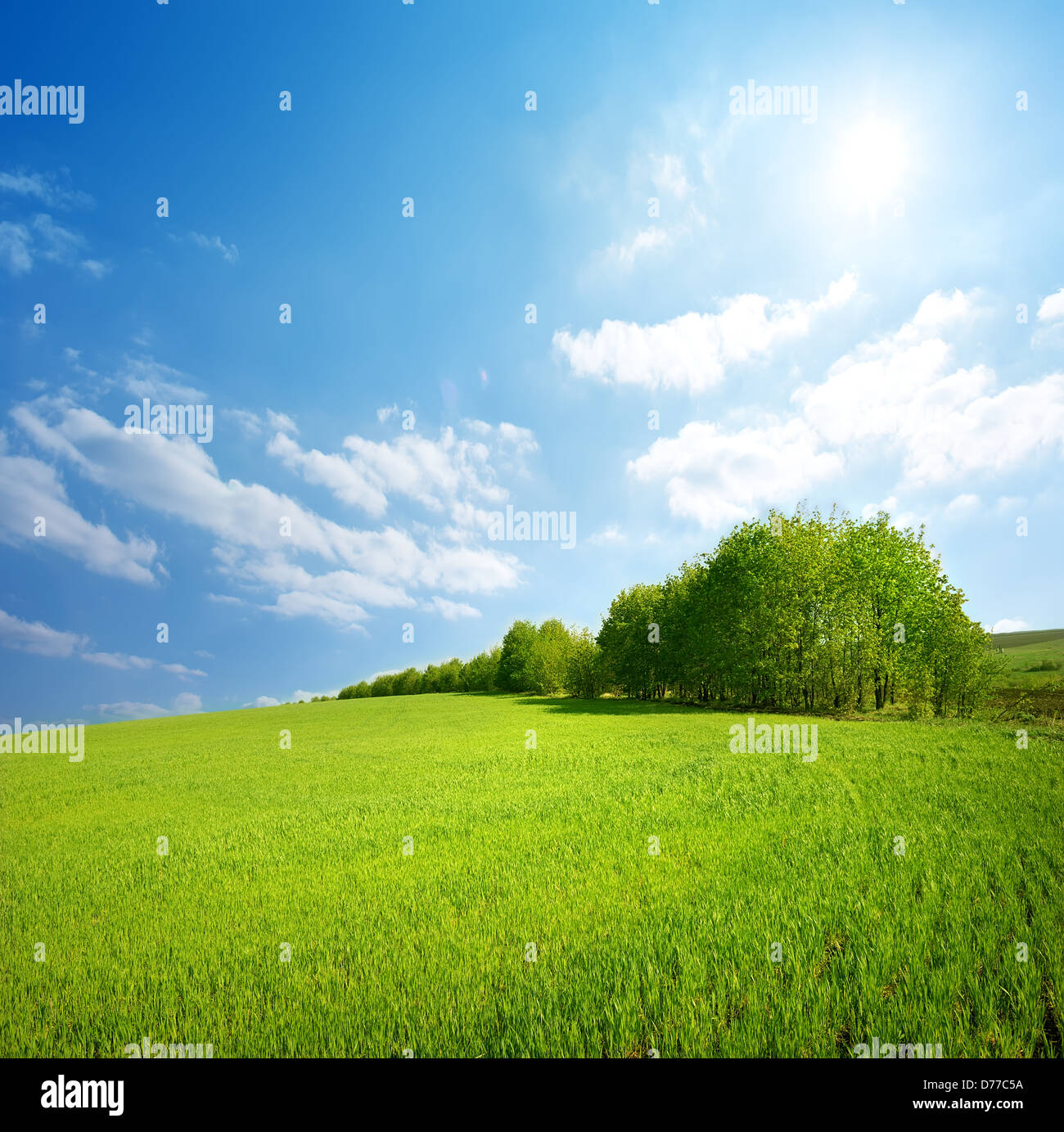 Domaine de l'herbe verte et un ciel parfait et arbres Banque D'Images