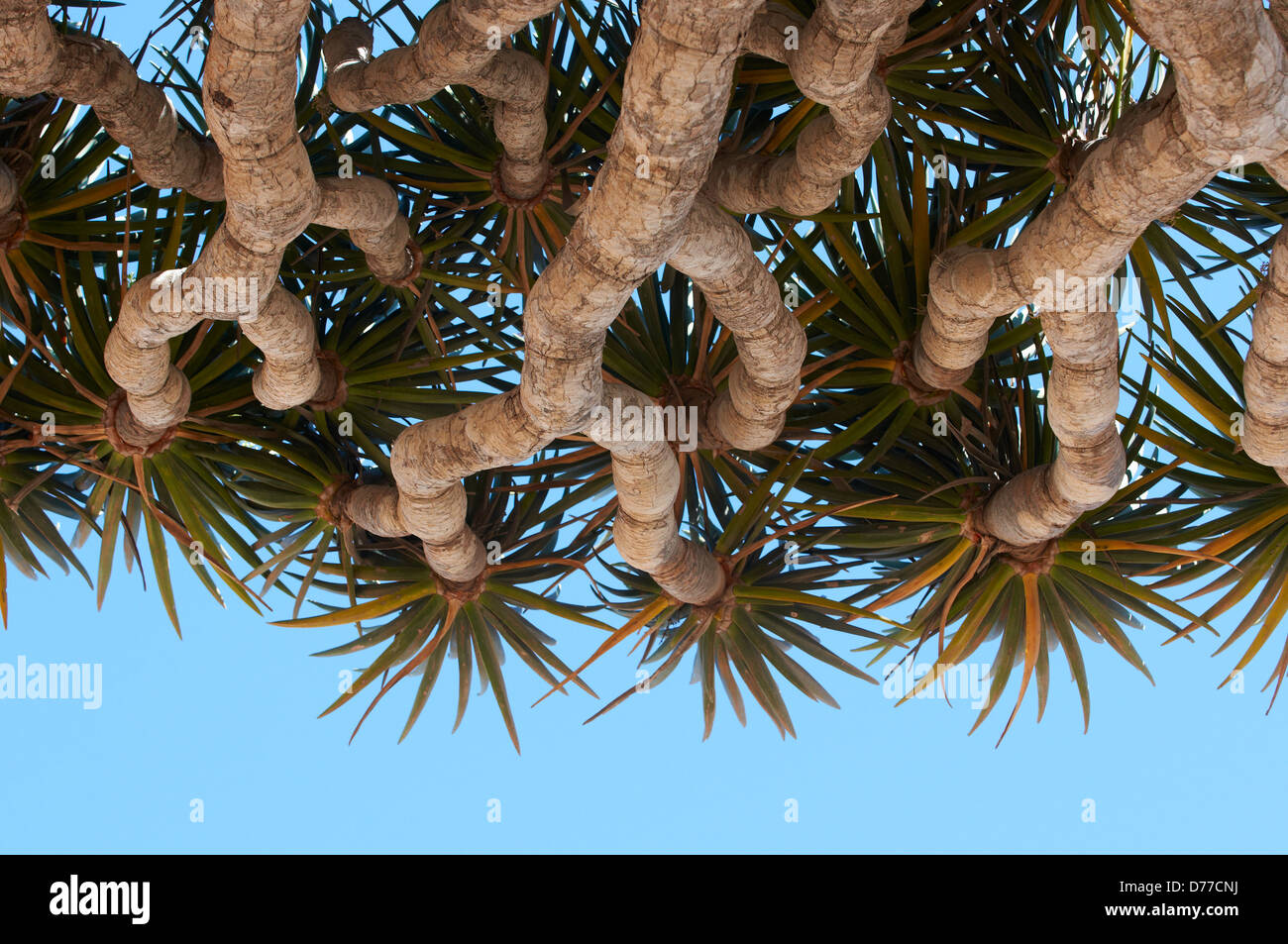 Couvert de sang d'un Dragon tree à Socotra, au Yémen Banque D'Images