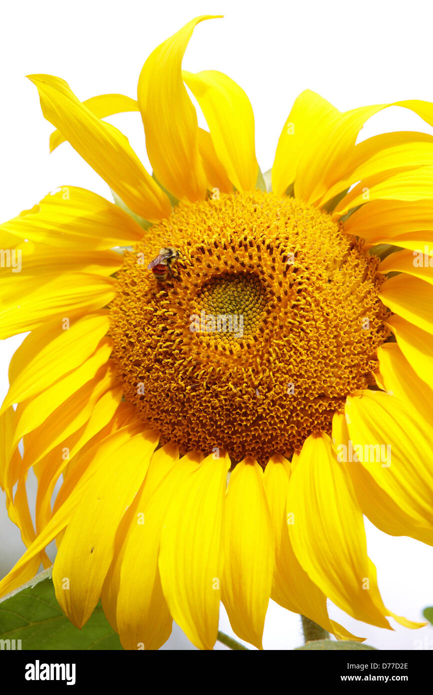Un bourdon aussi connu comme bumblebee genre Bombus sur le TOURNESOL Helianthus annuus Banque D'Images