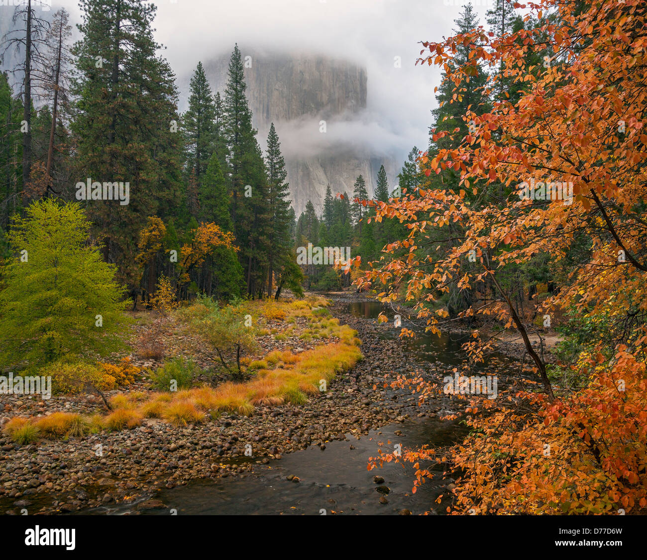 Yosemite National Park, CA;Vue d'El Capitan dans le brouillard le long de la rivière Merced avec une couleur à l'automne de cornouiller. Banque D'Images