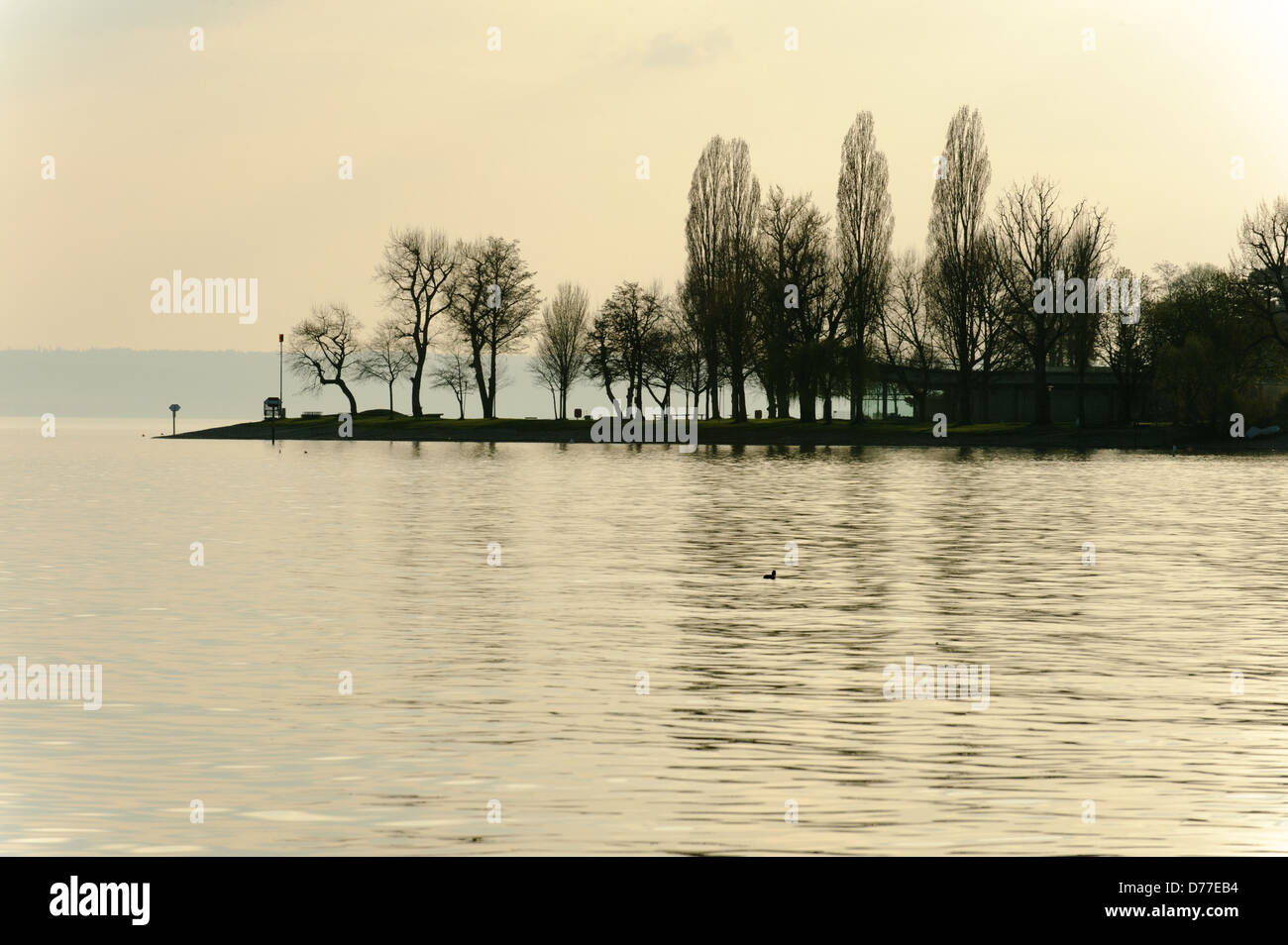 Silhouette des arbres contre le Ciel de coucher du soleil à Lake Shore, Immenstaad Lac de Constance Allemagne Bade-Wurtemberg Banque D'Images