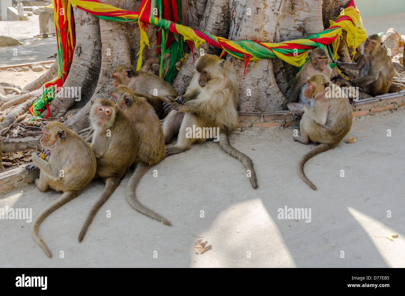 Groupe de macaques assis à la base de l'arbre sacré enveloppé de tissu coloré sur la montagne des singes à Hua Hin, dans le sud de la Thaïlande Banque D'Images