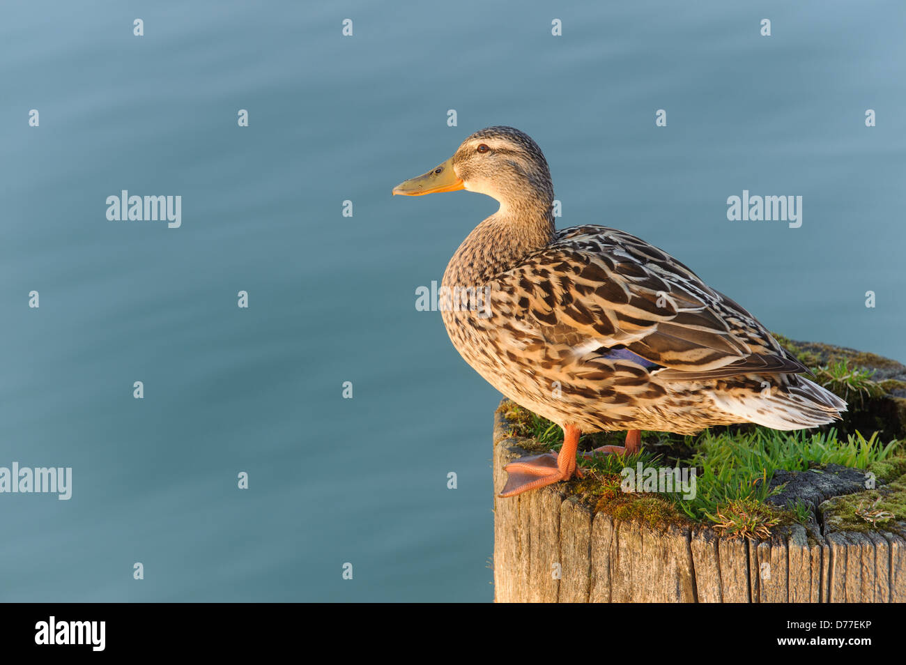 Gros plan du Canard colvert (Anas platyrhynchos) au coucher du soleil sur le lac de Constance Immenstaad, pôle France Banque D'Images