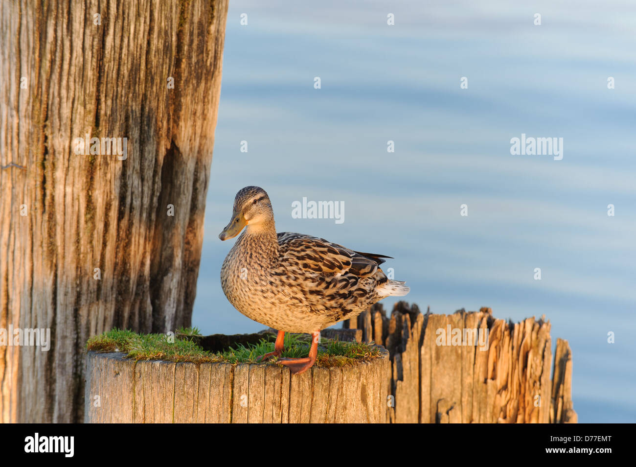 Gros plan du Canard colvert (Anas platyrhynchos) au coucher du soleil sur le lac de Constance Immenstaad, pôle France Banque D'Images