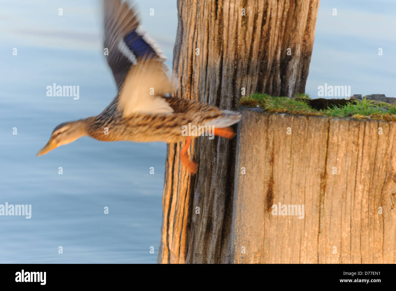 Le Canard colvert (Anas platyrhynchos) au coucher du soleil, au décollage à un poteau, Immenstaad Lac de Constance Allemagne Bade-Wurtemberg Banque D'Images