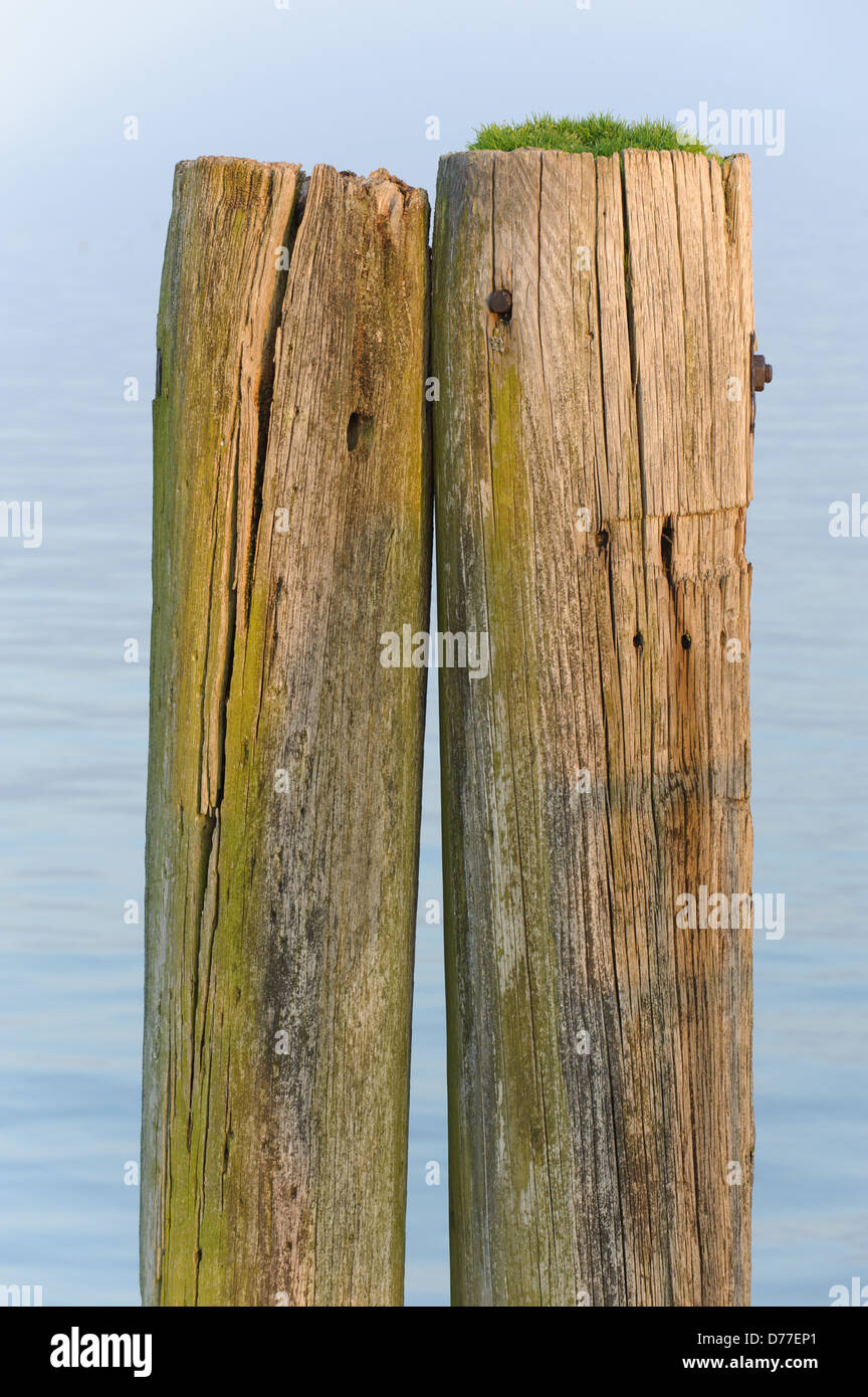 Deux poteaux en bois avec gras, Immenstaad Lac de Constance Allemagne Bade-Wurtemberg Banque D'Images