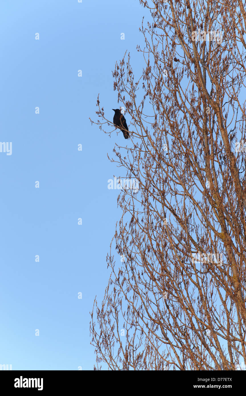 Oiseau Noir assis dans l'arbre sans feuilles Immenstaad, Lac de Constance Allemagne Bade-Wurtemberg Banque D'Images
