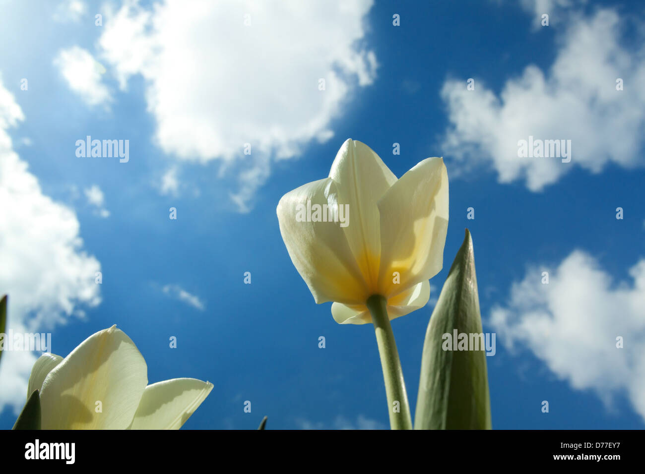 Tulipes blanches avec ciel bleu et nuages blancs Banque D'Images