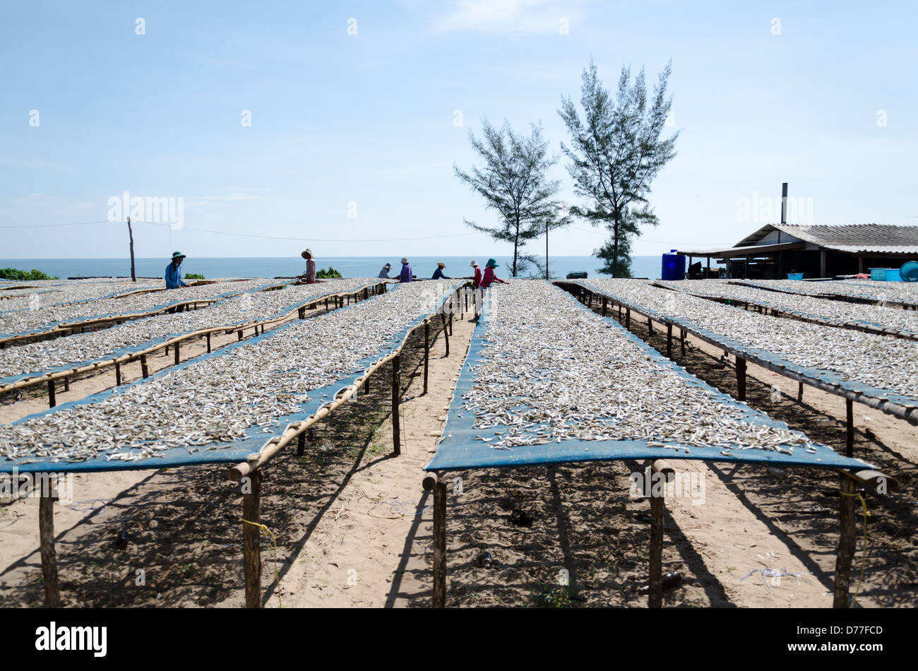 Rangées de tables avec des anchois de séchage du poisson dans sunshine à Ban Krut par la mer dans le sud de la Thaïlande Banque D'Images