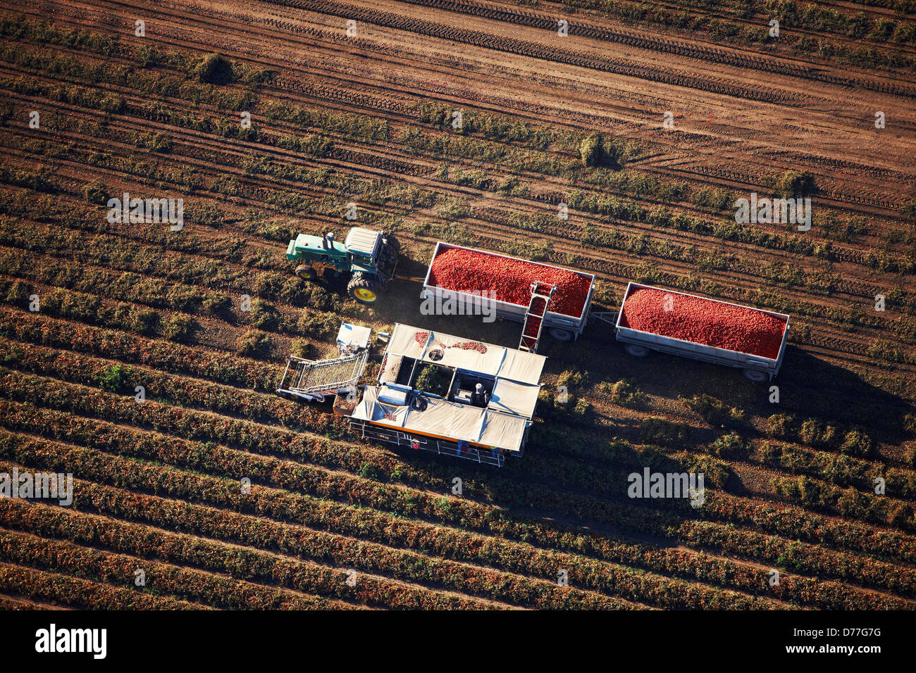 USA Californie Vue aérienne de la récolteuse de tomates tomates récolte près de Davis Banque D'Images