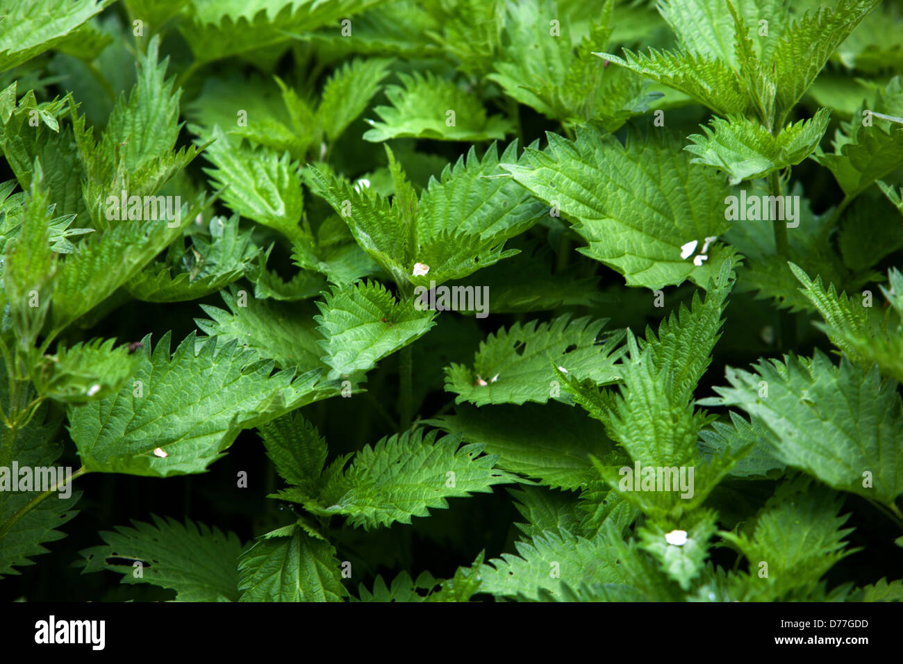 L'ortie, Urtica dioica, feuilles de printemps frais Banque D'Images