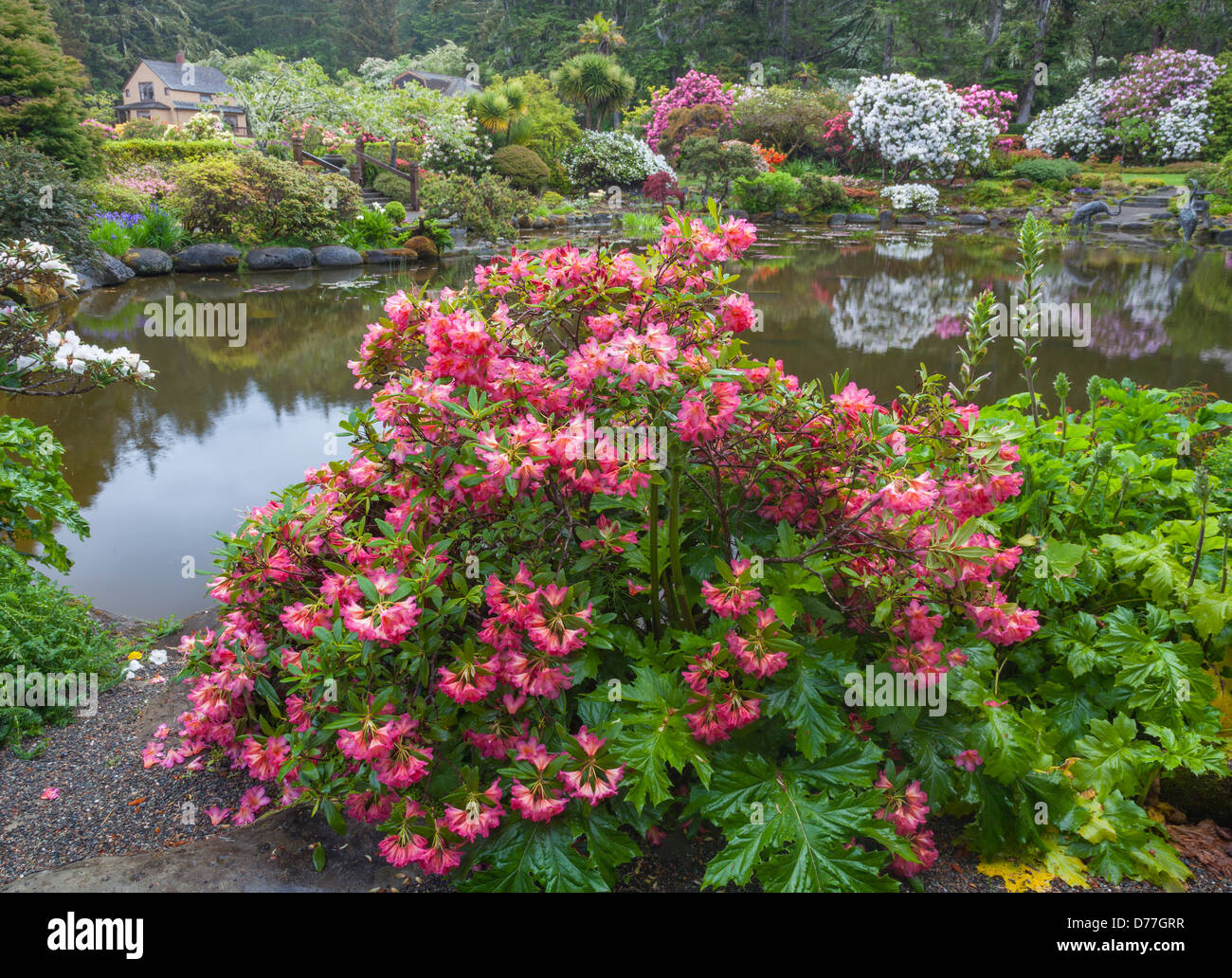 Shore Acres State Park, ou : Rhododendron 'Golden Gate' fleurit à l'étang à la Simpson Estate jardin au printemps. Banque D'Images