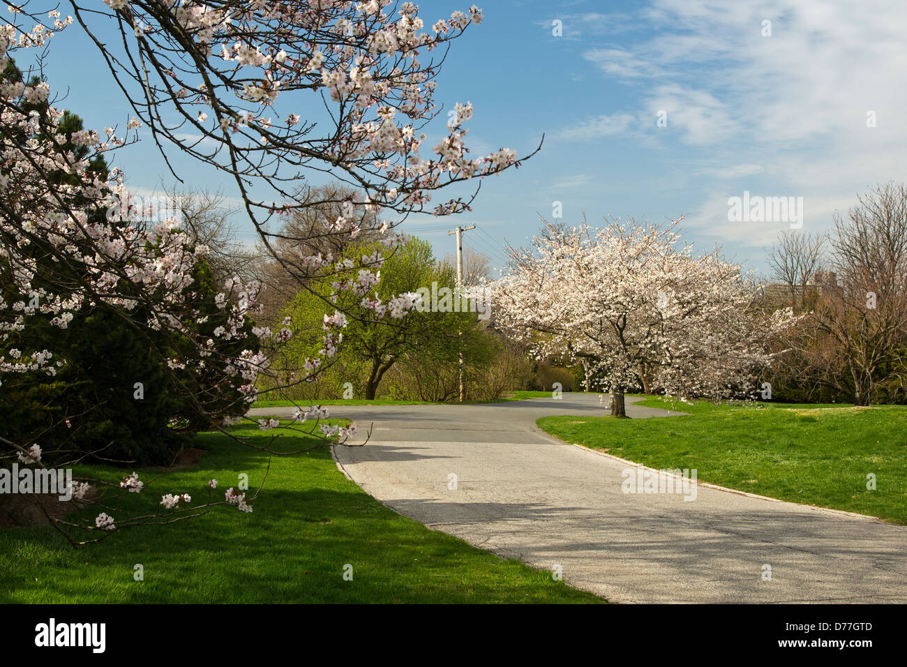 Chemin de la floraison des cerisiers japonais dans un jardin Banque D'Images