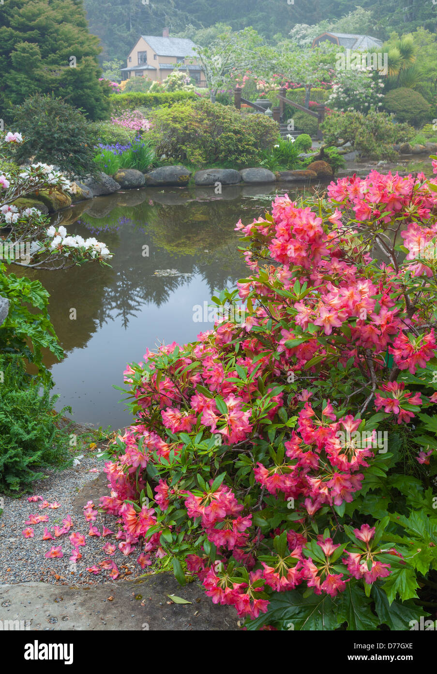 Shore Acres State Park, ou : Rhododendron 'Golden Gate' fleurit à l'étang à la Simpson Estate jardin au printemps. Banque D'Images