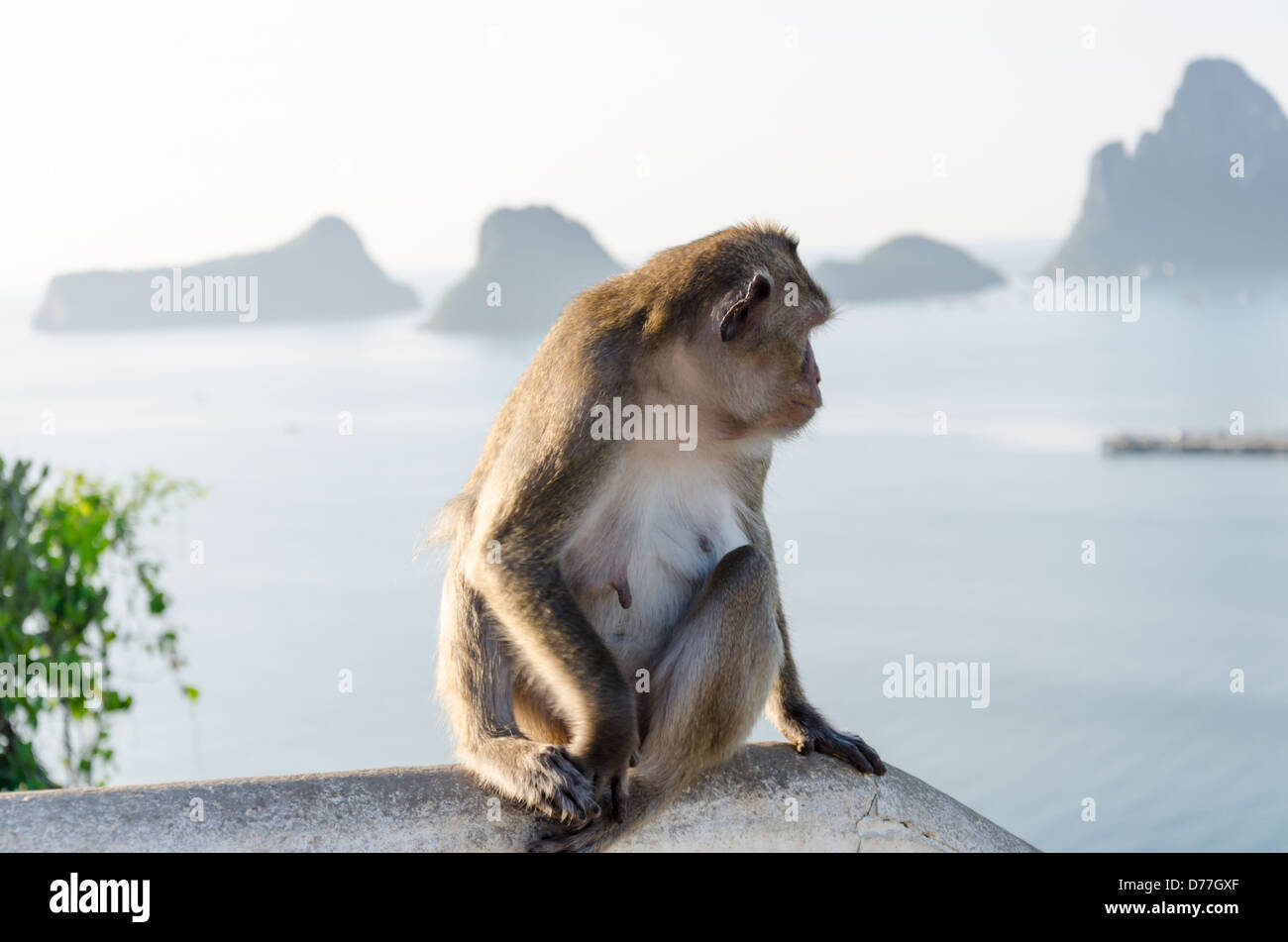 Un singe est assis sur le béton au Wat Thammikaram balustrade surplombant la baie de Prachuap d'îlots rocheux au sud de la Thaïlande Banque D'Images
