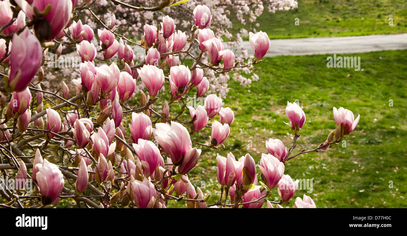 Modèle de fleurs Magnolia en fleurs sur l'arbre Banque D'Images