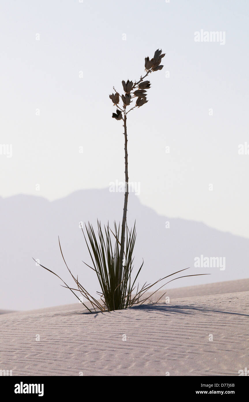 Soaptree Yucca yucca elata émergeant des dunes de gypse de White Sands National Monument Nouveau Mexique USA Banque D'Images