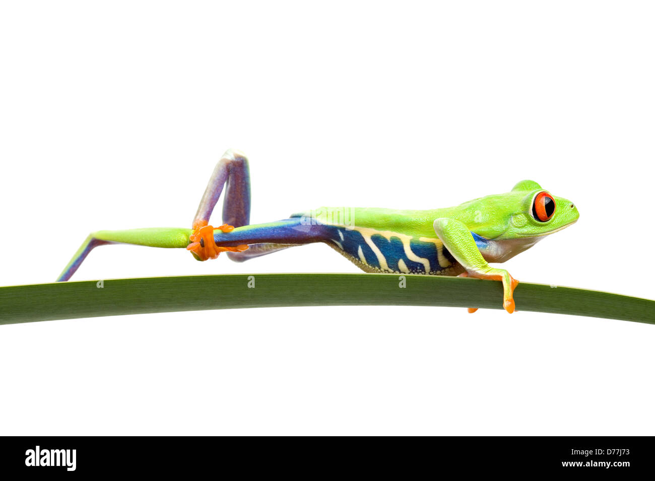 Nettoyage de la grenouille sa jambe sur une jambe, isolated on white Banque D'Images