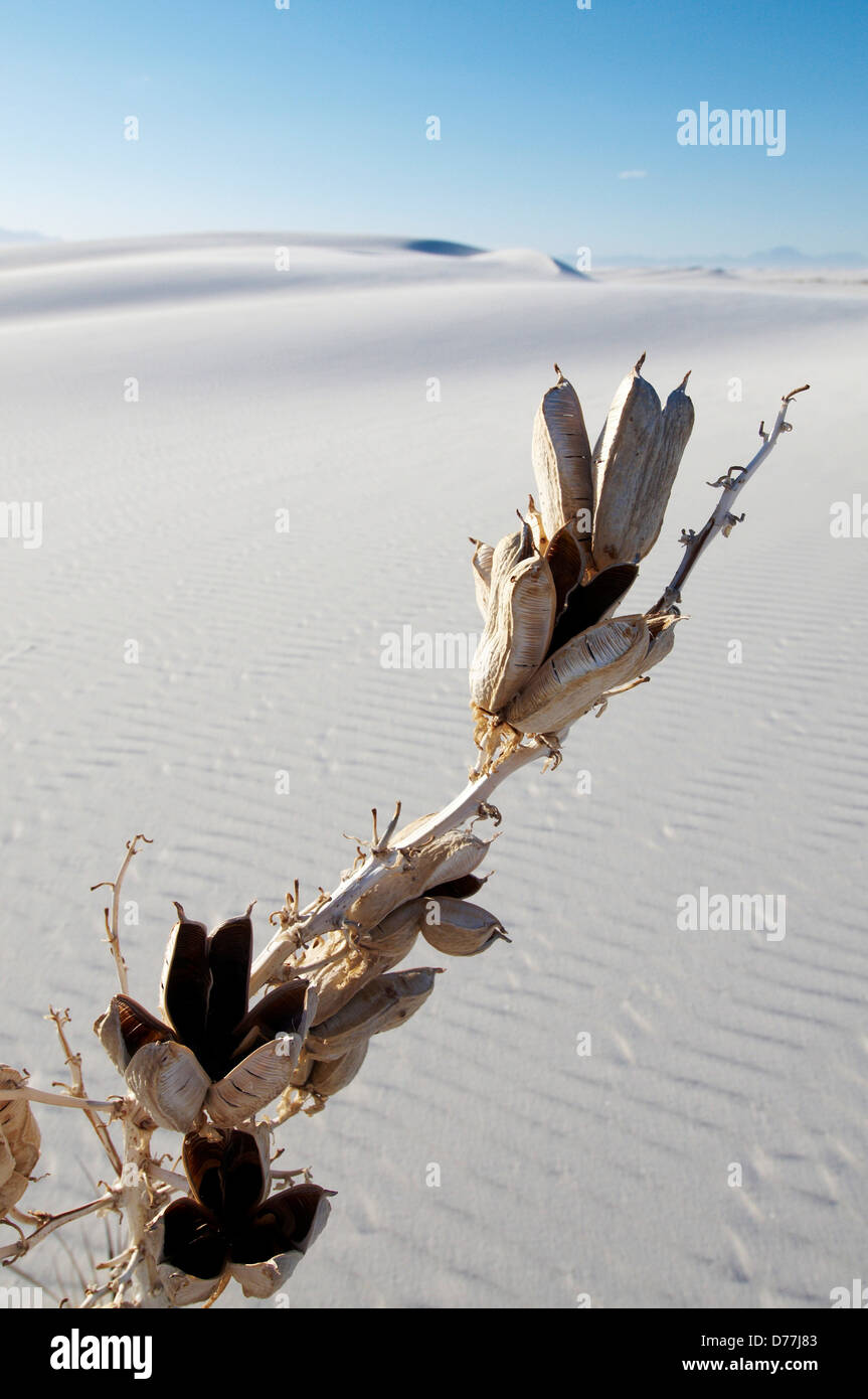 Soaptree Yucca yucca elata émergeant des dunes de gypse de White Sands National Monument Nouveau Mexique USA Banque D'Images