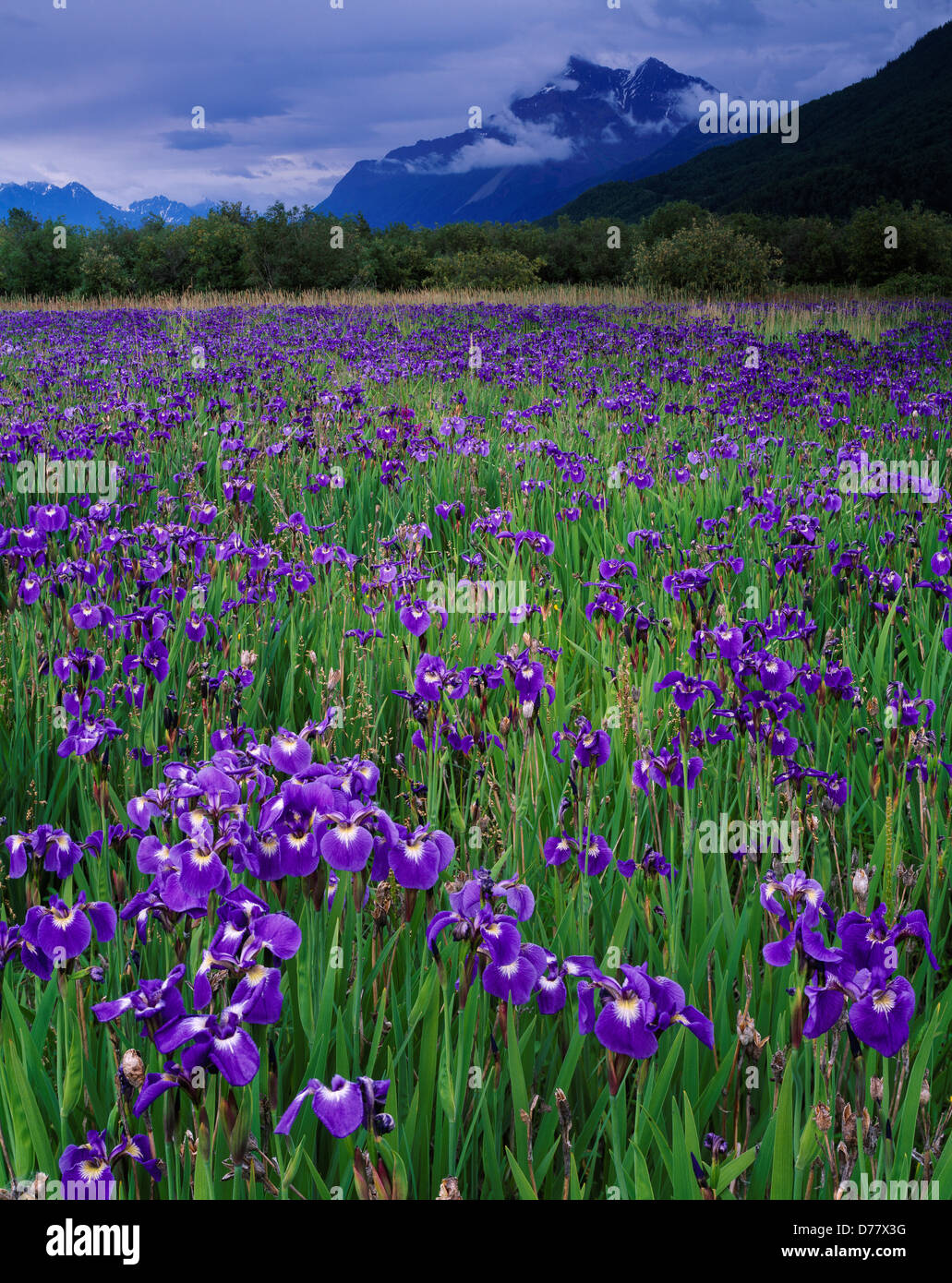 Floraison printanière iris iris setosa à Eklutna Appartements Pioneer Peak au-delà de l'Alaska. Banque D'Images