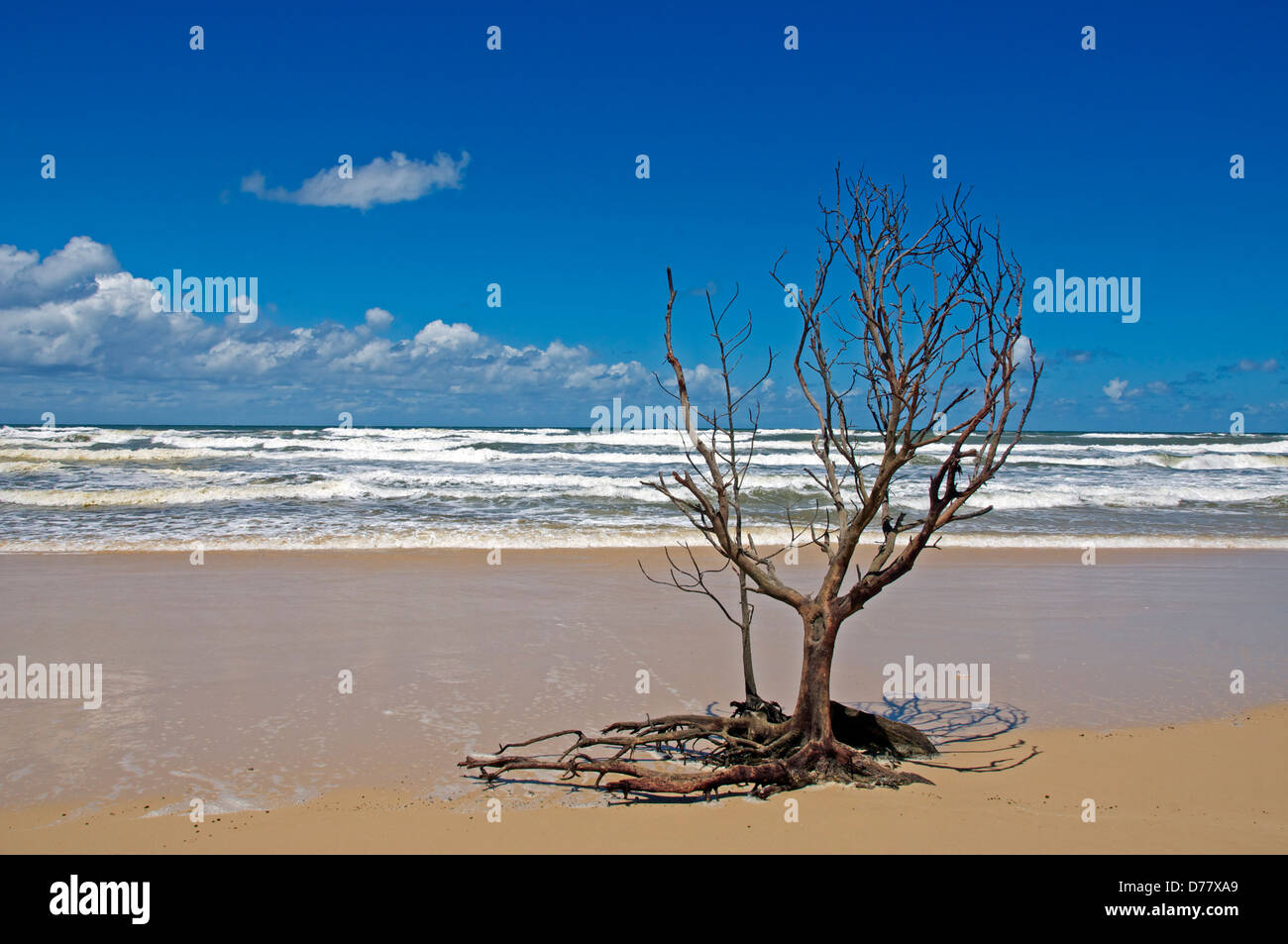 Lone Tree soixante cinq Mile Beach Fraser Island Queensland Australie Banque D'Images