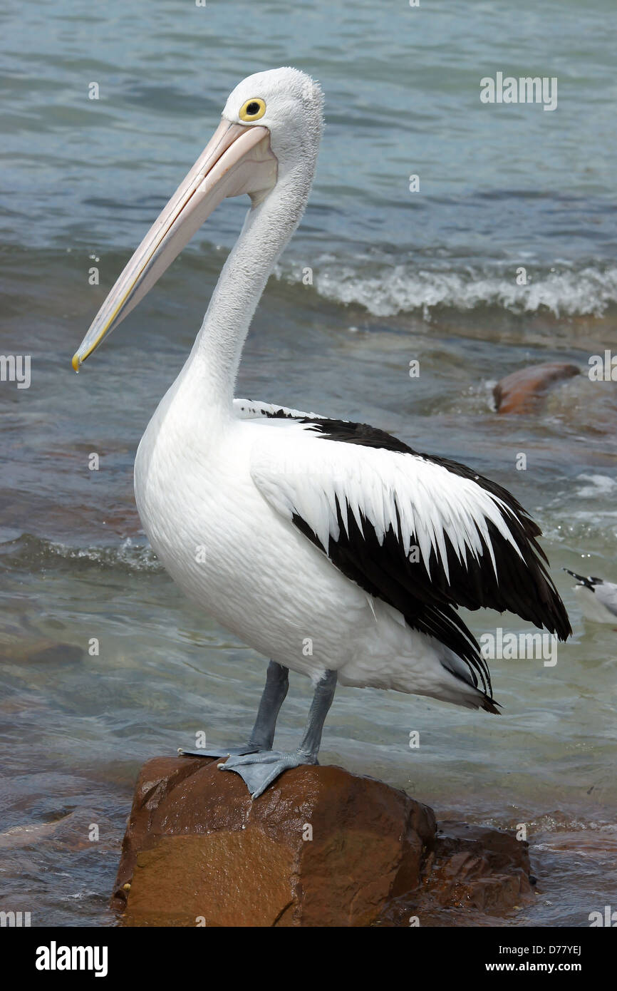 Emu Bay, Pelican australienne, l'île kangourou en Australie Banque D'Images