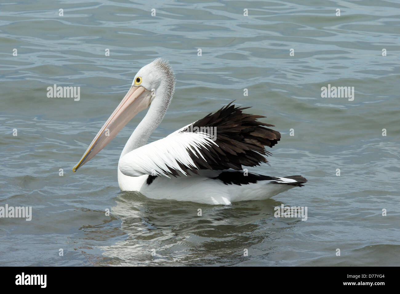 Emu Bay, Pelican australienne, l'île kangourou en Australie Banque D'Images