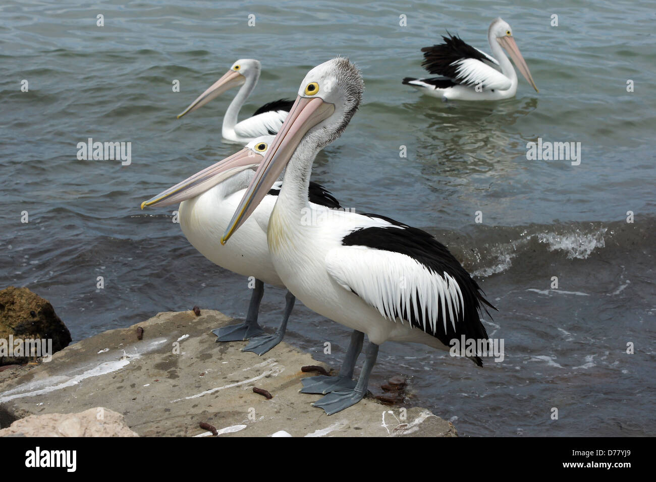 Emu Bay, Pelican australienne, l'île kangourou en Australie Banque D'Images