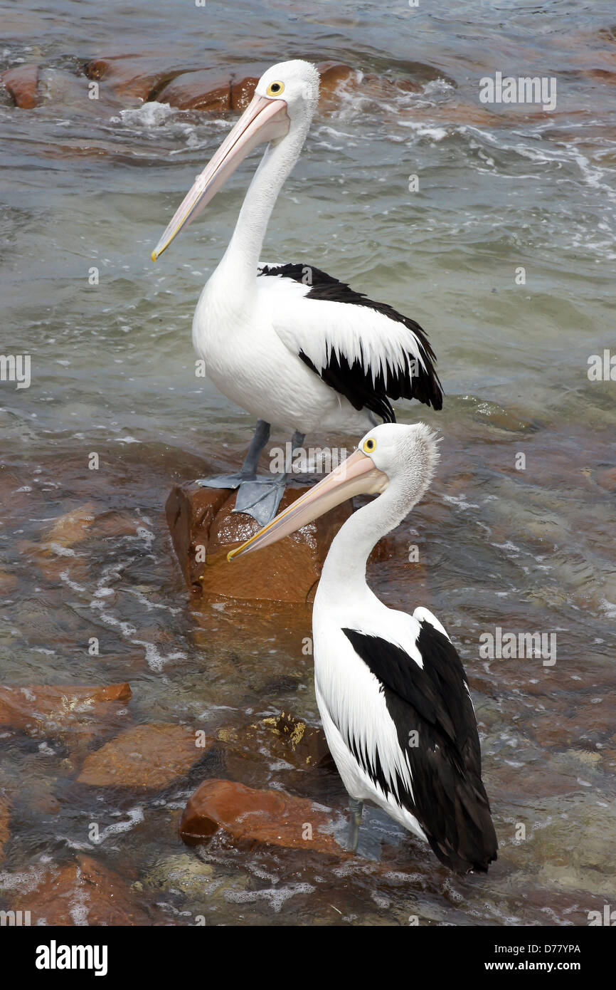 Emu Bay, Pelican australienne, l'île kangourou en Australie Banque D'Images