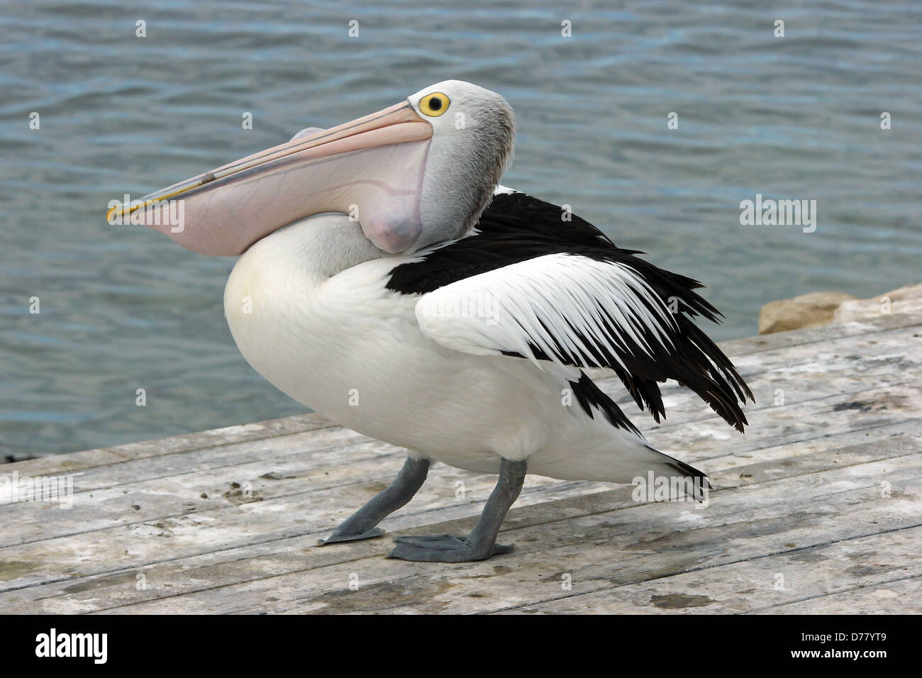 Emu Bay, Pelican australienne, l'île kangourou en Australie Banque D'Images