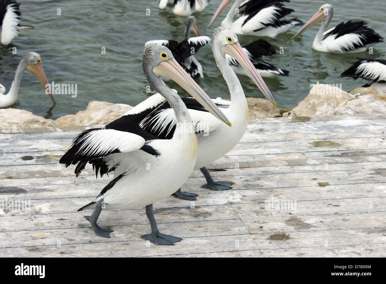 Emu Bay, Pelican australienne, l'île kangourou en Australie Banque D'Images