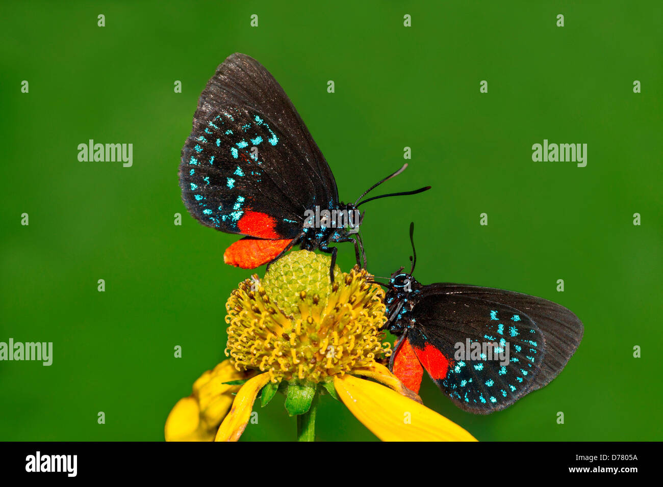 L'Atala Atala Bettongia Paire de papillons de nectar sur yellow coneflower Banque D'Images L'Atala Atala Bettongia Paire de papillons de nectar sur yellow coneflower Banque D'Images