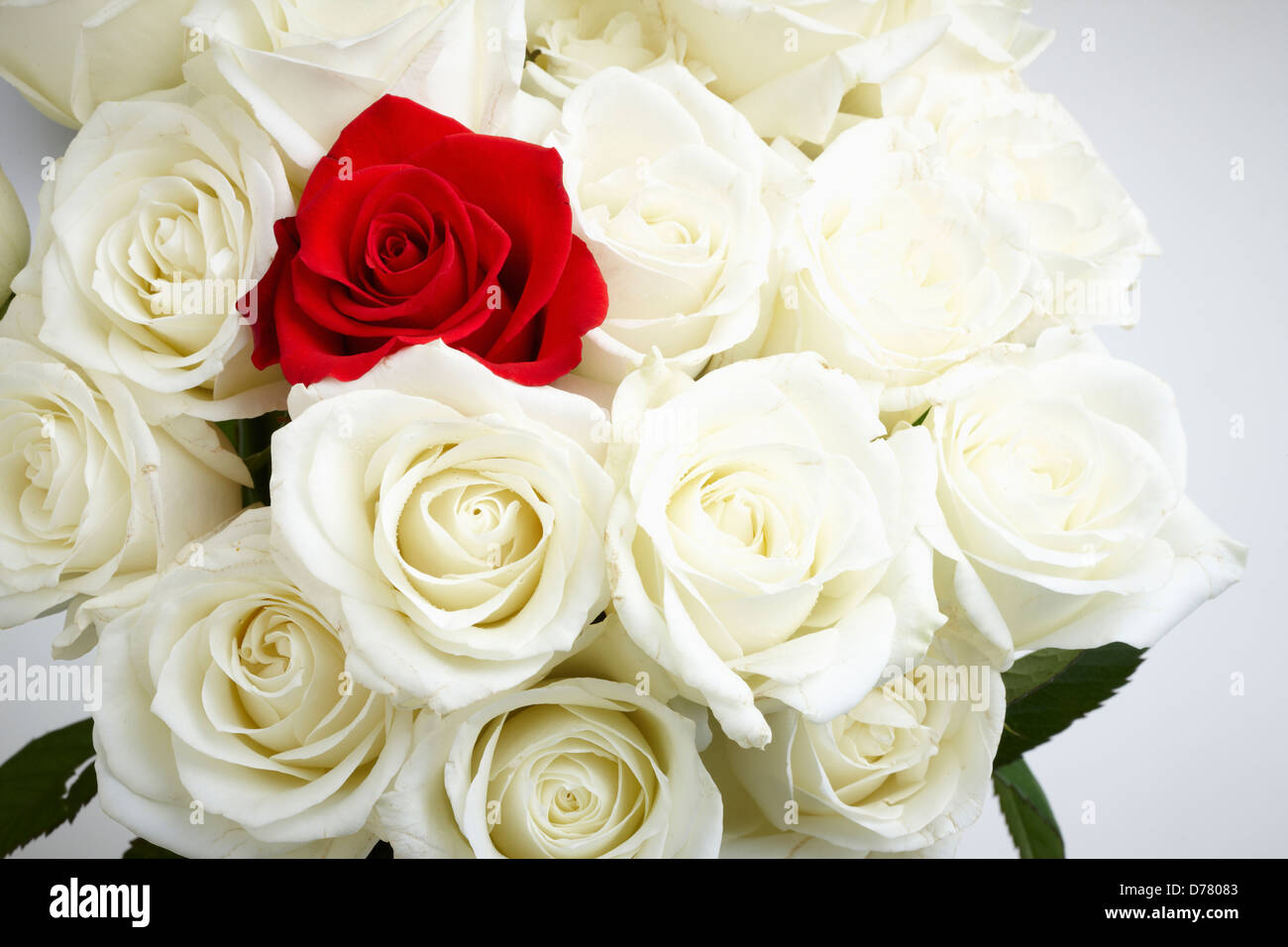 Une rose parmi les roses blanches Photo Stock - Alamy